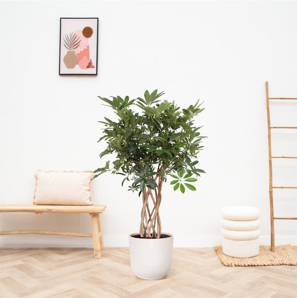 Schefflera Arboricola Compacta gevlochten stam - 130cm kopen bij Green Bubble