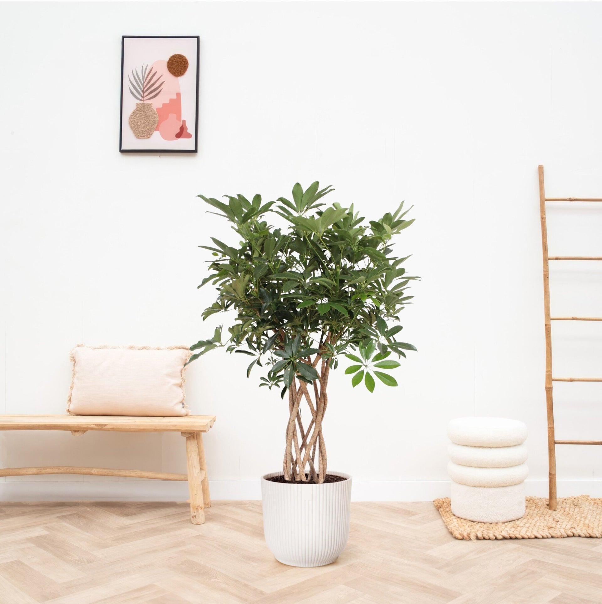 schefflera arboricola braid Schefflera Arboricola Compacta braided trunk | 130cm