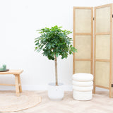 Product afbeelding 2