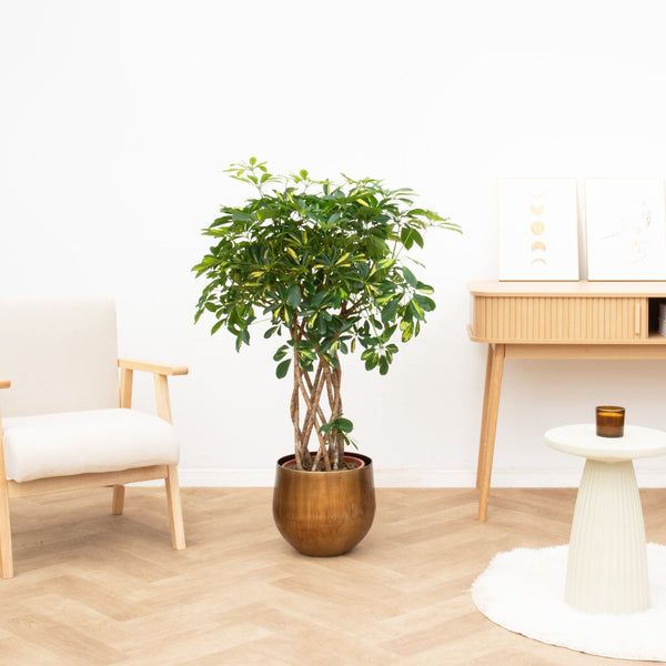 Schefflera Gold Capella gevlochten stam - 130cm