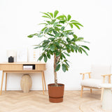 Product afbeelding 2
