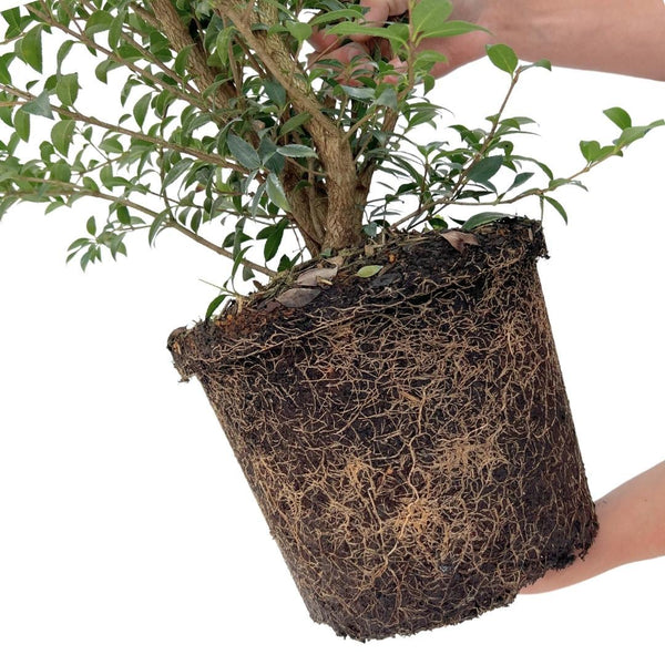25x Schijnhulst planten voor 10 meter strekkende haag - 125cm