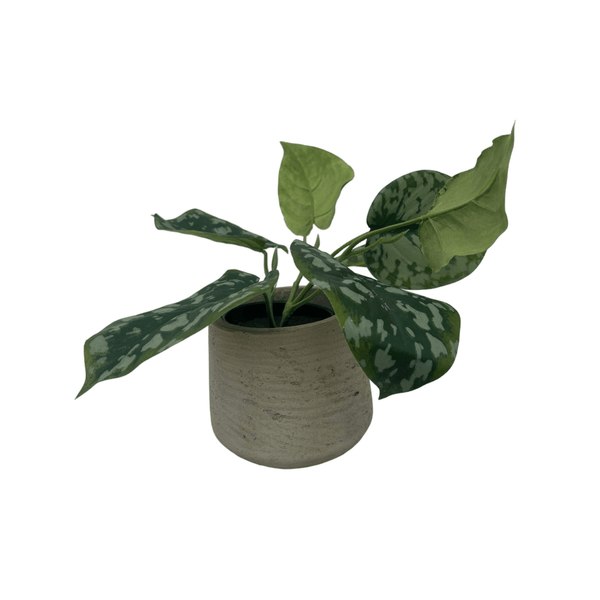 Scindapus Epipremnum Kunstplant - 20 cm