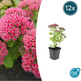 Product afbeelding 7