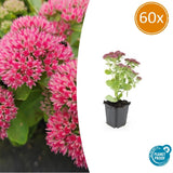 Product afbeelding 10
