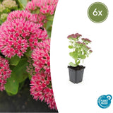 Product afbeelding 1