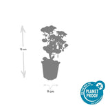 Product afbeelding 3