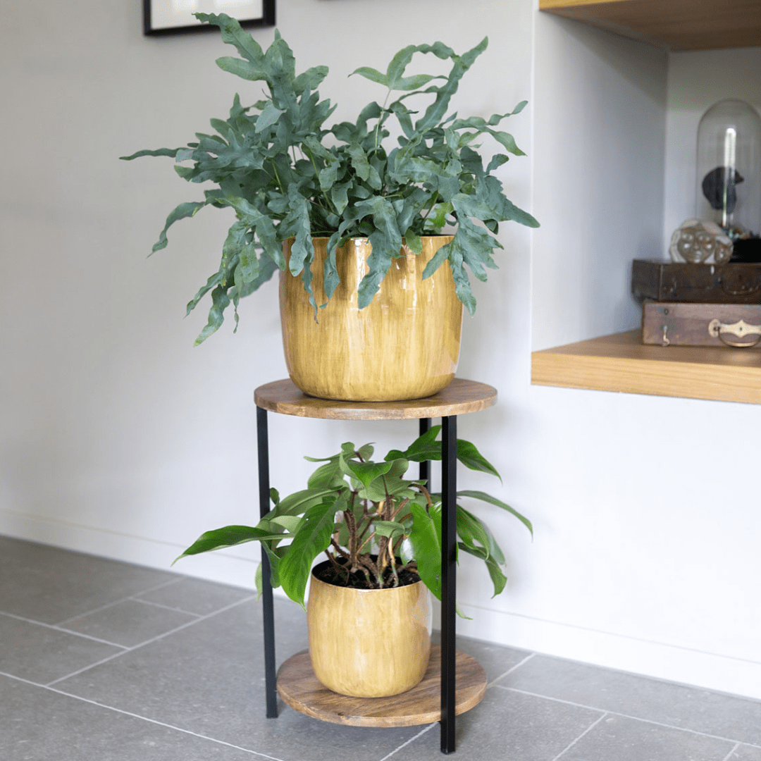 camel planter pot Pot Babet Camel | Order online
