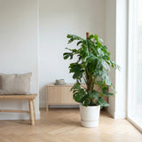 Product afbeelding 7