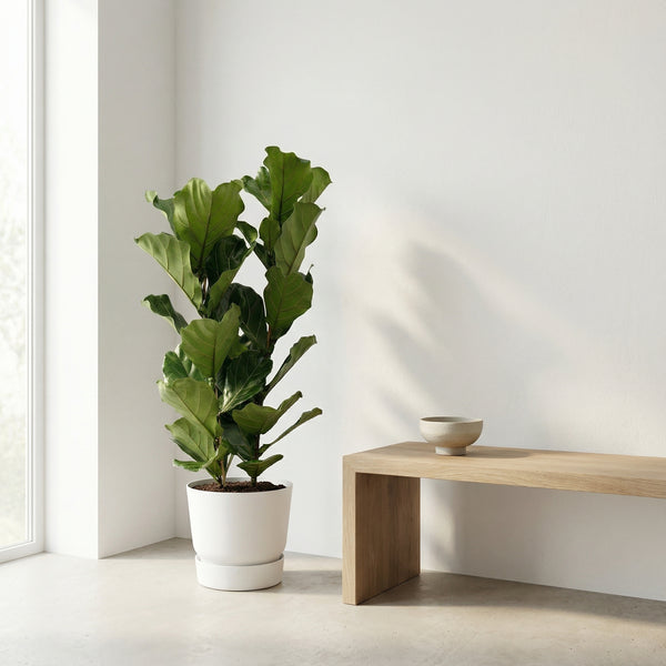 Ficus Lyrata struik - 155cm