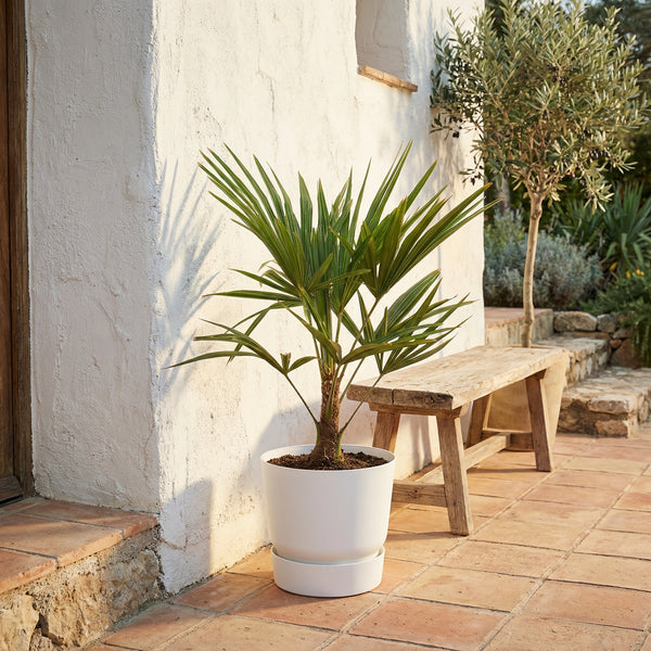 Trachycarpus Fortunei - 100 cm