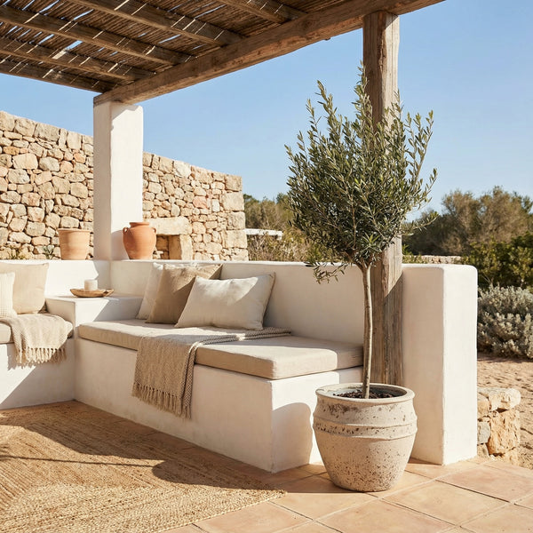 Olea Europaea op stam - 160cm