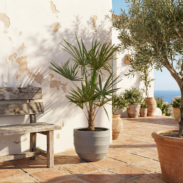 Trachycarpus Fortunei - 160cm