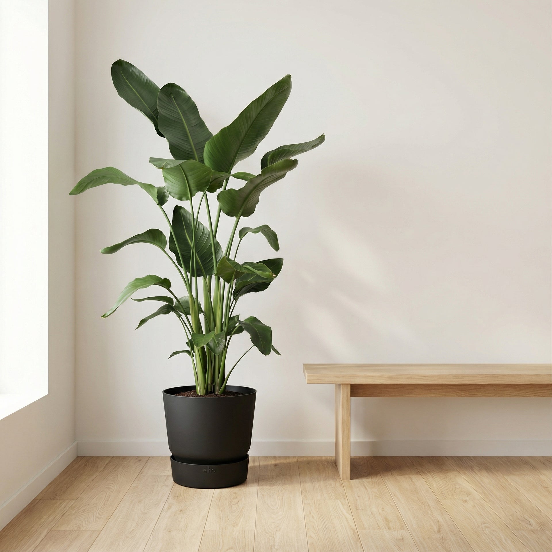 is strelitzia nicolai an indoor plant Strelitzia Nicolai | 200cm