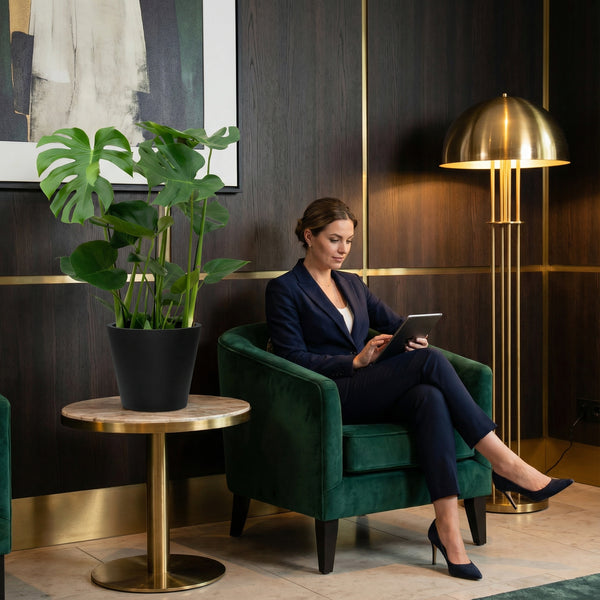 Monstera Deliciosa - 70cm