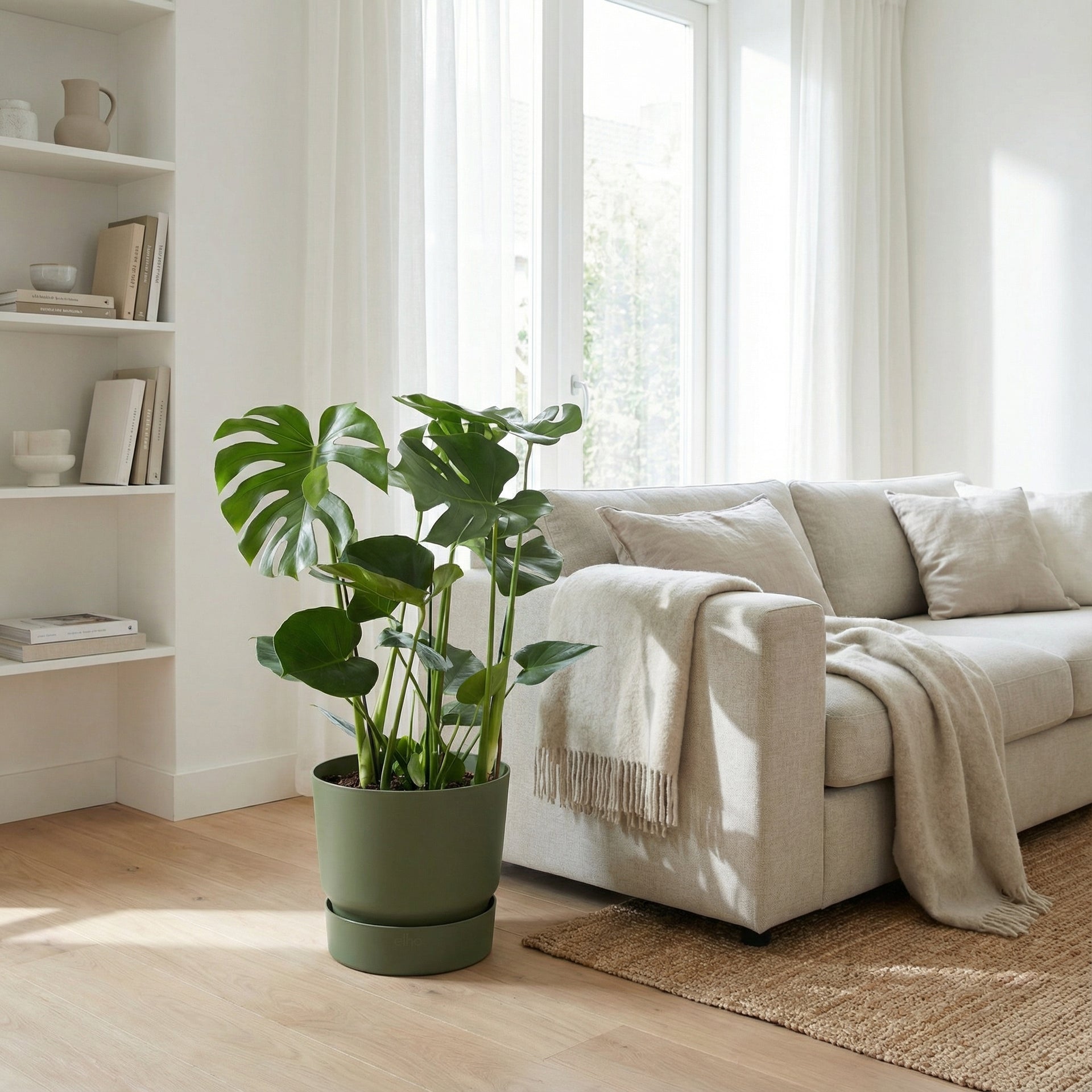 monstera deliciosa - 70 cm green bubble Monstera | 70cm | Pedido en línea
