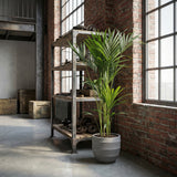 Kentia palm - 150 cm