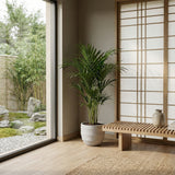 Kentia palm - 150 cm