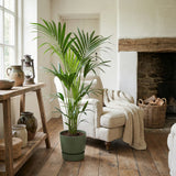 Kentia palm - 150 cm