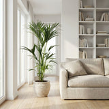 Kentia palm - 150 cm