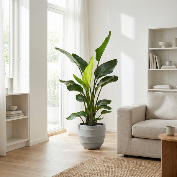 Strelitzia Nicolai - 150cm