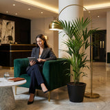 Kentia palm - 150 cm
