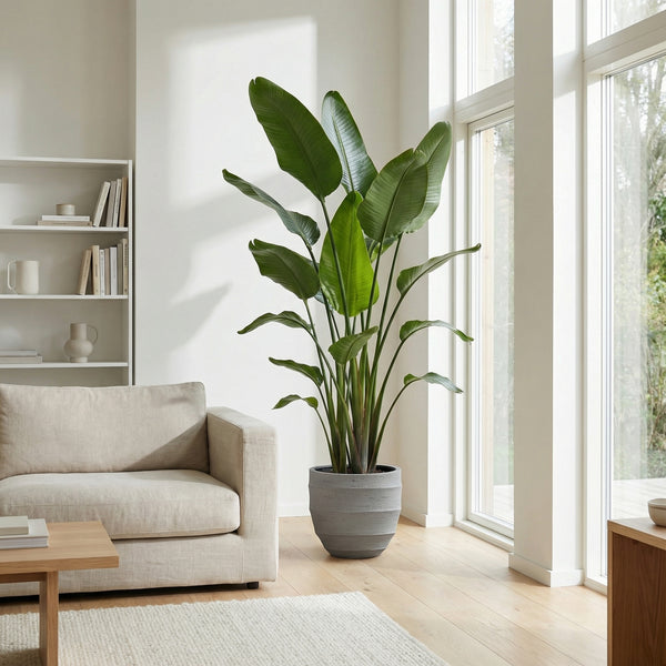 Strelitzia Nicolai XXL - 250cm