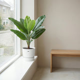 Product afbeelding 5