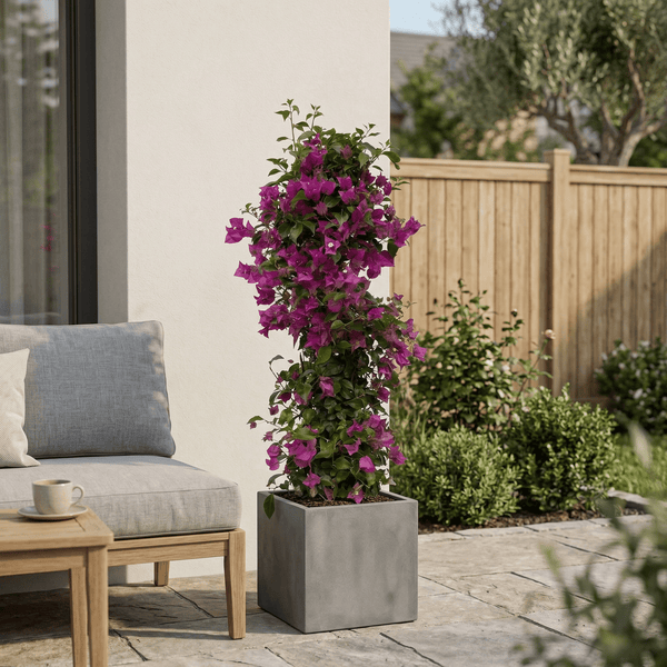 Bougainvillea Pyramide - 80cm kopen bij Green Bubble