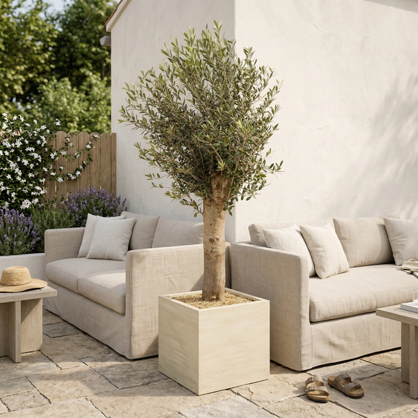 Olijfboom Olea Europaea Lorc - 180cm / stamomtrek 10-20cm