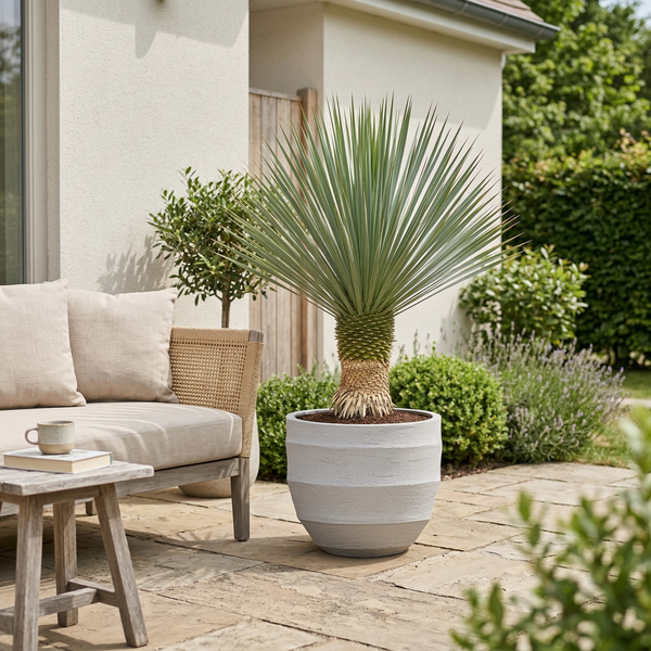 Yucca Rostrata - 100cm