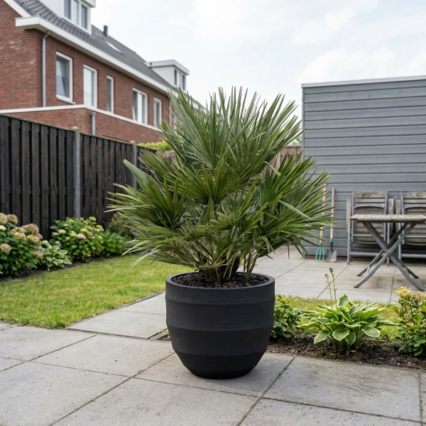 Chamaerops Humilis  - 130cm