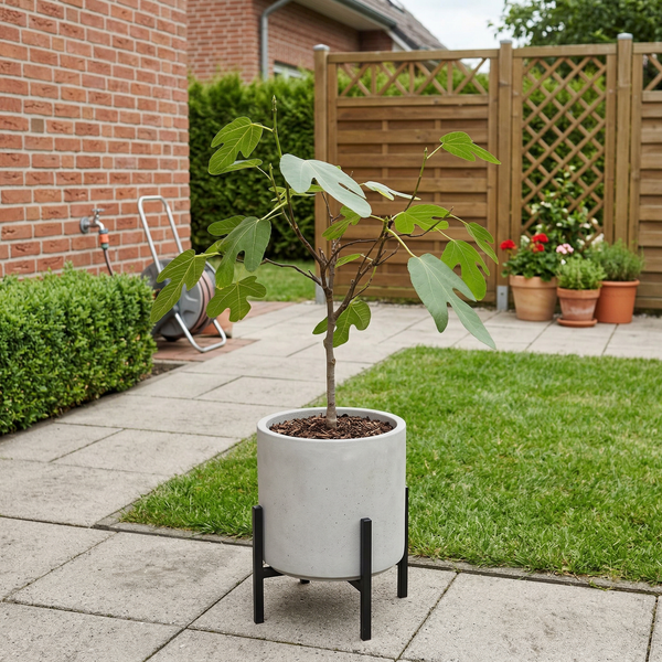 Ficus Carica (vijgenboompje) - 70cm