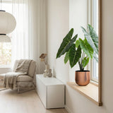Product afbeelding 5