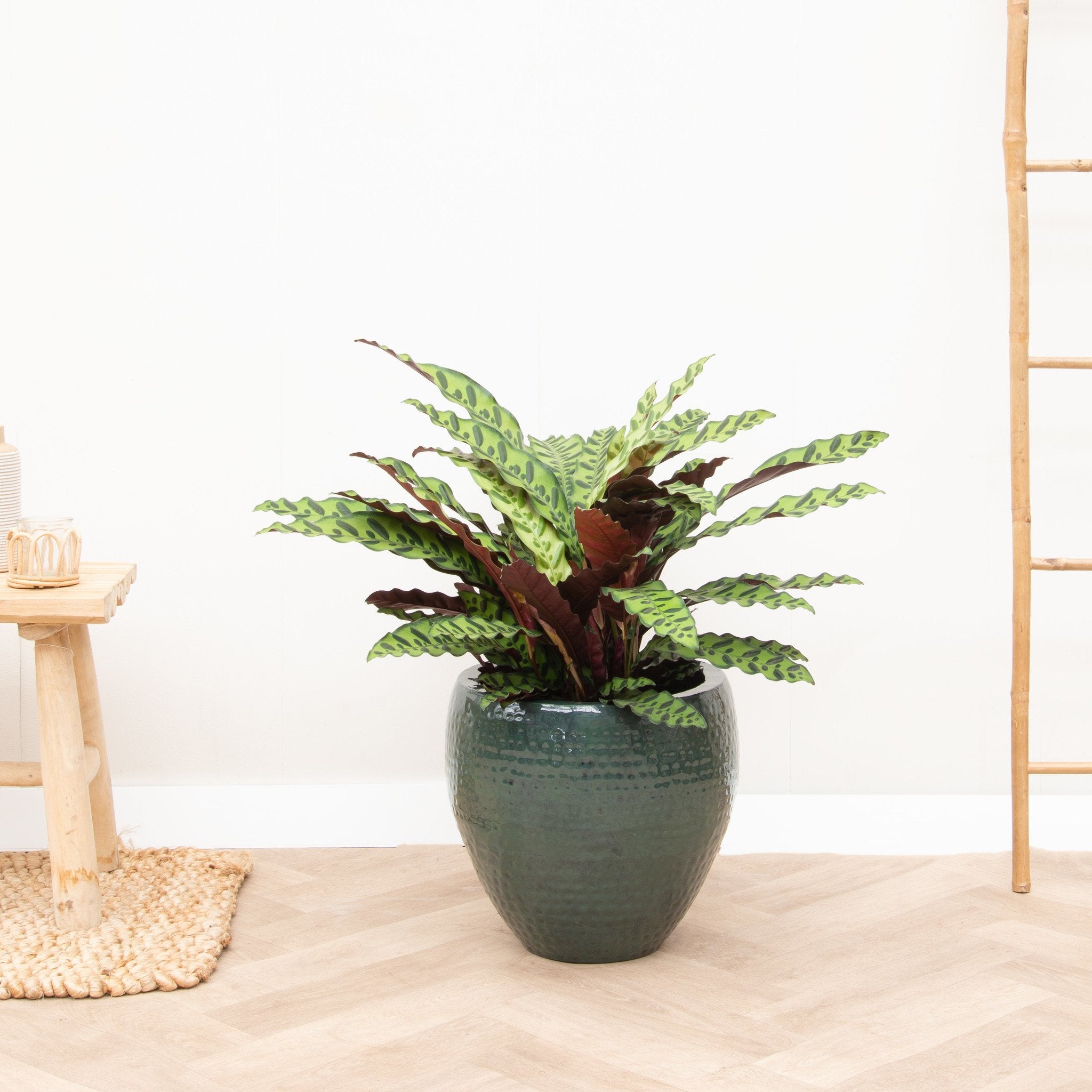 Calathea Lancifolia | 100cm