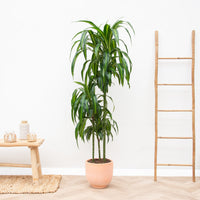Dracaena Hawaiian Sunshine - 150 cm