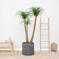 Beaucarnea Multi Trunk XXL - 190cm