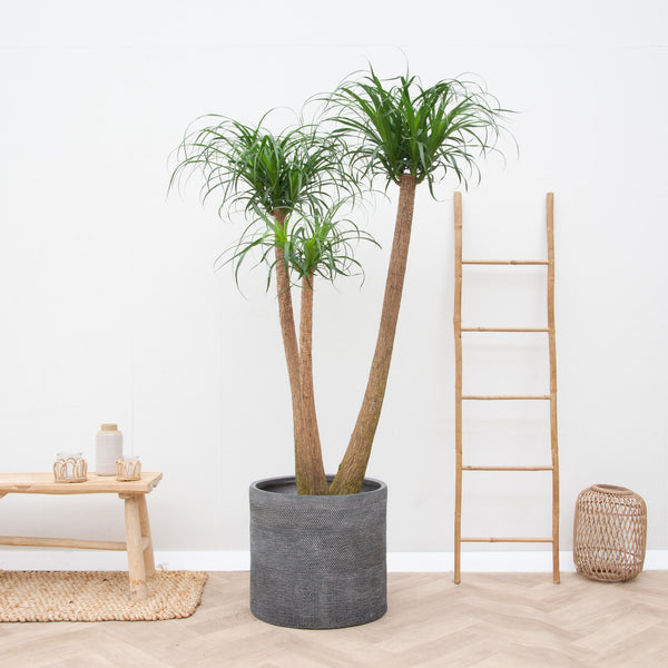 Beaucarnea Multi Trunk XXL - 190cm kopen bij Green Bubble