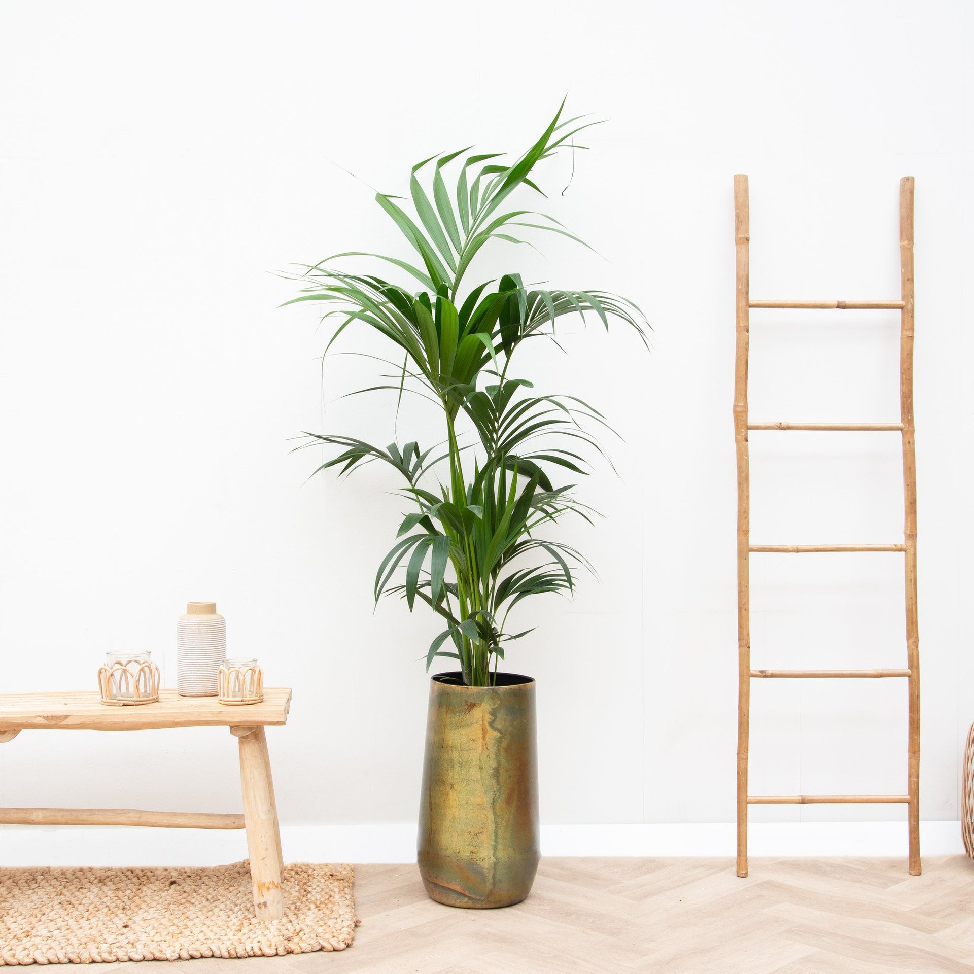 mystic palm plant Combi deal | Kentia Palm incl. Vaas Elisa Mystic Bronze