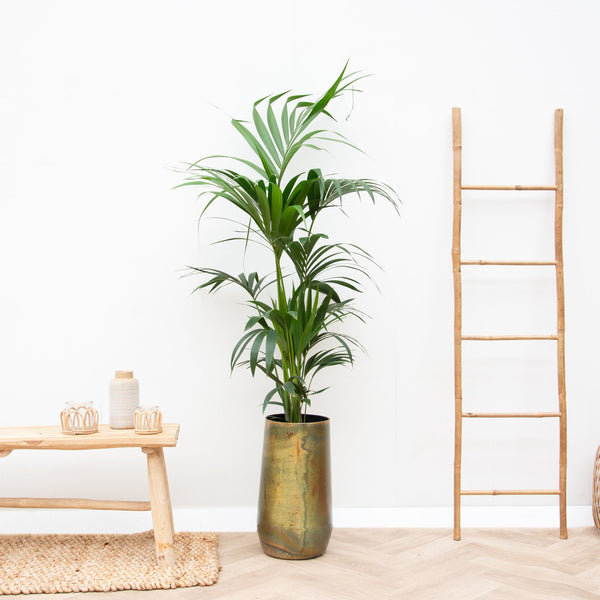 Combi deal - Kentia Palm inclusief Vase Elisa - 170cm