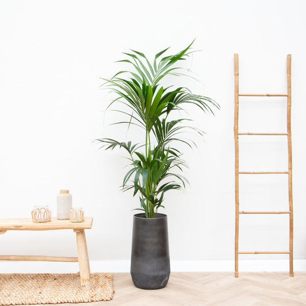 Combi deal - Kentia Palm inclusief Vase Elisa - 170cm