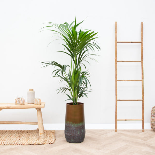 Offre combinée - Kentia Palm avec Vase Elisa - 170cm kopen bij Green Bubble