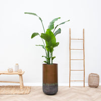 Oferta combinada - Strelitzia Nicolai con jarrón Elisa Mystic - 190cm