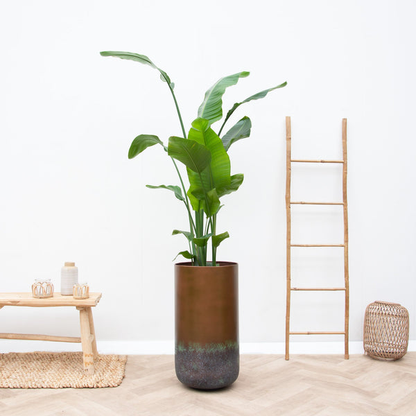 Combi deal - Strelitzia Nicolai including vase Elisa Mystic - 190cm kopen bij Green Bubble