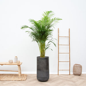 Combi deal - Dypsis Lutescens (Areca palm)  included vase Elisa Mystic - 190cm