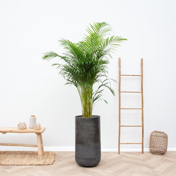 Combi deal - Dypsis Lutescens (Areca palm)  inklusief vase Elisa Mystic - 190cm