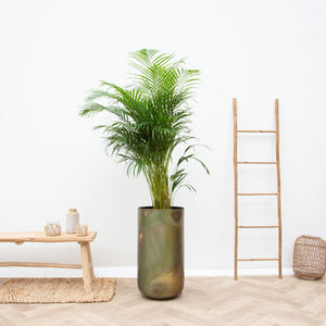 Combi deal - Dypsis Lutescens (Areca palm)  included vase Elisa Mystic - 190cm