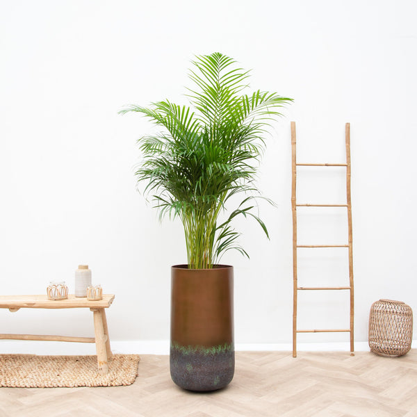 Combi deal - Dypsis Lutescens (Areca palm)  included vase Elisa Mystic - 190cm