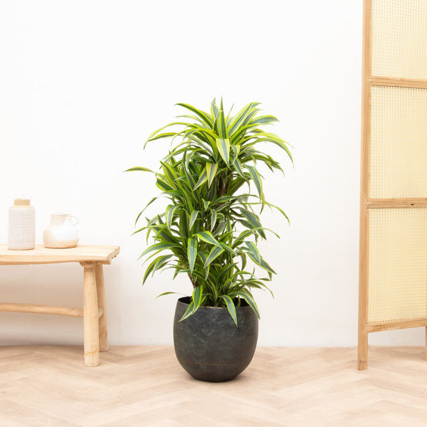 Dracaena Deremensis Lemon Lime rozgałęziona - 120cm kopen bij Green Bubble