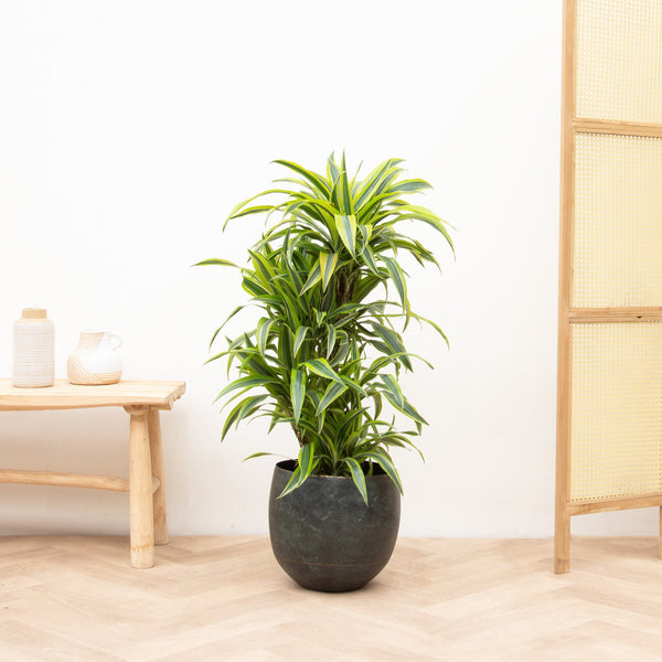 Dracaena Deremensis Lemon Lime branched - 120cm